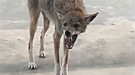 Rabid Coyote Demands Entry [VIDEO]