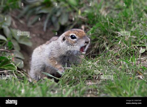 gopher close-up in a burrow Stock Photo - Alamy