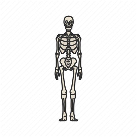 Anatomy Body Bones Human Human Anatomy Skeletal System Skeleton Icon