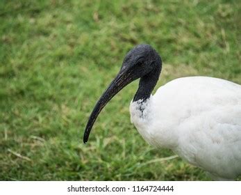 Sacred Ibis Bird Australia Stock Photo 1164724444 | Shutterstock