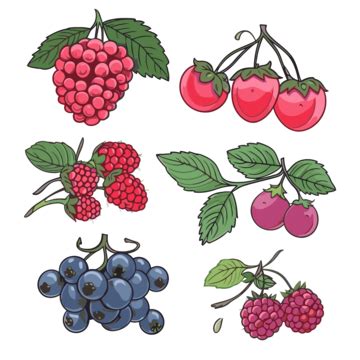 Berries Clipart Colorful Set Of Different Berries Cartoon Vector