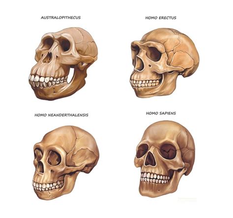 797 Arqueologos Homo Sapiens Images, Stock Photos, 3D objects ...