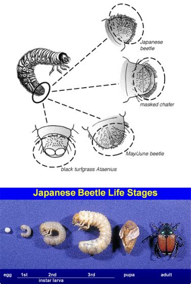 A Bit About Grubs Japanese Beetle