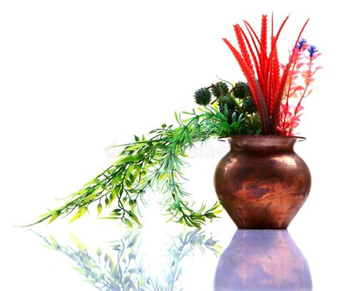 Ayurvedic plants stock photo. Image of plants, purity - 17904920