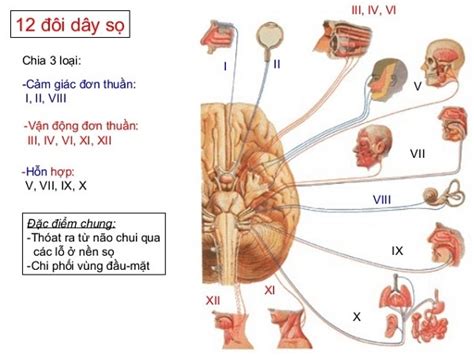 Dây Thần Kinh Sọ Cấu Trúc Và Chức Năng YouMed