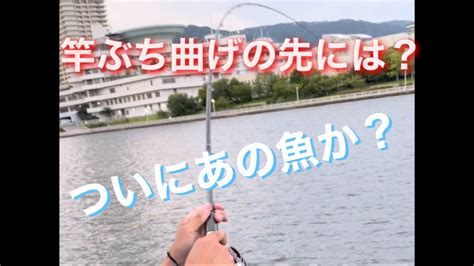 ヘチ釣り 落とし込み 夕方からの漁港での釣り チヌ ガシラ キビレ Youtube