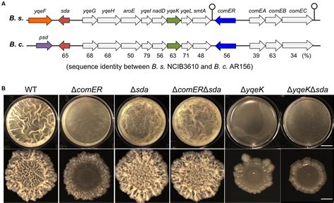 Frontiers The Comer Gene Plays An Important Role In Biofilm Formation