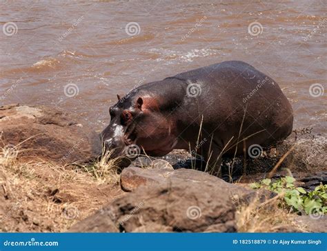 Hippotamo Cruzando Masai Mara Imagen De Archivo Imagen De Pantanos