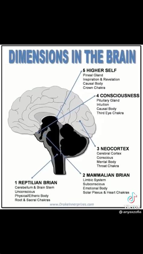 Dimensions In The Brain Mental Body Brain Science Emotional Body