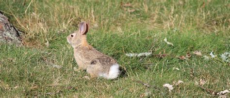 Wild Rabbit FAQ - Erie Area Rabbit Society and Rescue (EARS)