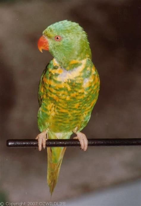 Scaly Breasted Lorikeet Trichoglossus Chlorolepidotus