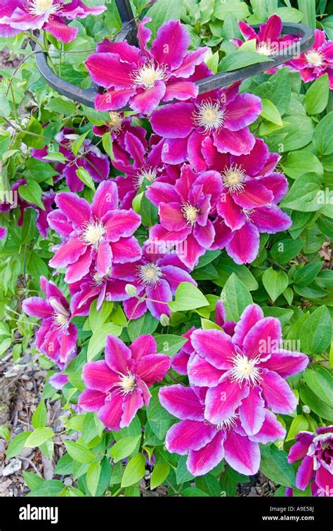 Purple Clematis Flowers Blooming Stock Photo Alamy