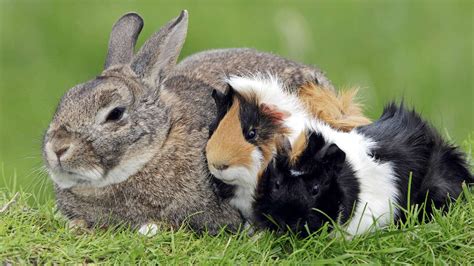 Kleintiere Kaninchen und Meerschweinchen gesund halten und füttern