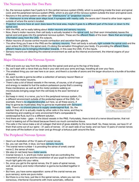 Lecture Ntc Psyc The Nervous System Has Two Parts So The