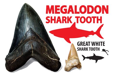 Megalodon Shark Tooth Compared To Great White