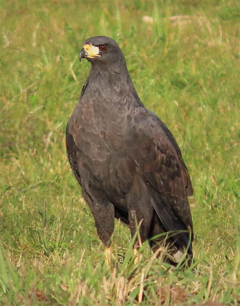 Foto gavião preto Urubitinga urubitinga Por Adolf Wall Wiki Aves