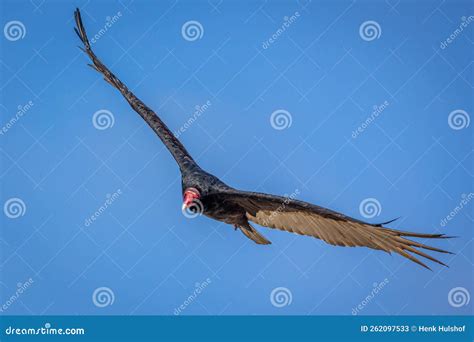 The California Condor Soaring Through The Air With A Wingspan Of