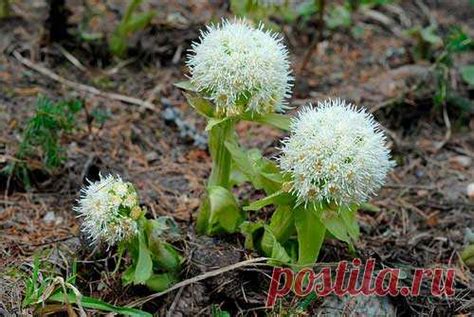 Лекарственное растение Белокопытник белый (Petasites albus ...