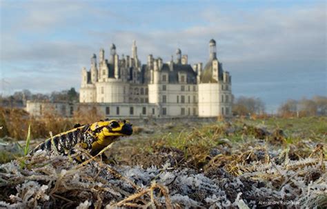 Où trouver la salamandre tachetée cet animal légendaire Salamandre