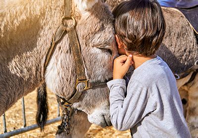 Sex Age And Height Can Influence Learning In Donkeys