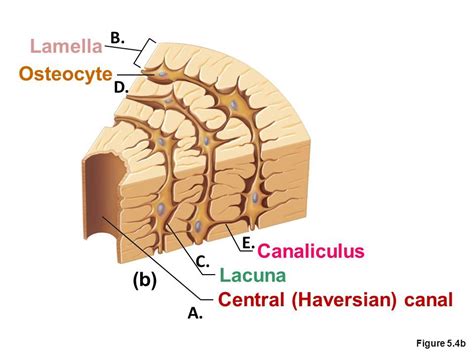 Osteocyte Labeled