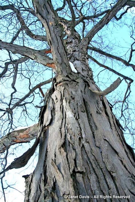 Shagbark Hickory Bark at Violet Charette blog