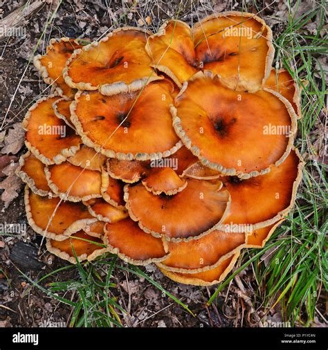 omphalotus illudens mushroom cluster detail, very poisonous Stock Photo - Alamy