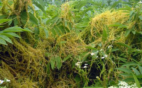 Cuscuta - Wikipedia