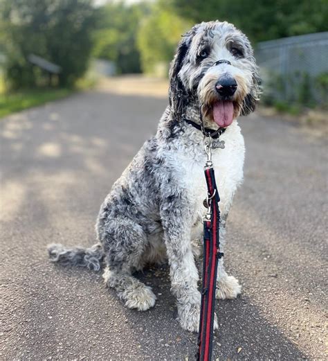 Great Danoodle History Temperament Care Training Pictures