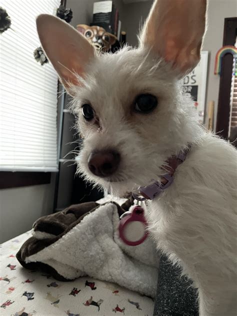 Jack Russell Terrier Broken Coat Puppies