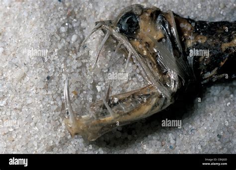 Deep Sea Fish Sloanes Viperfish Chauliodus Sloani Chauliodontinae