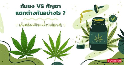 ไขข้อข้องใจ กัญชง Vs กัญชา แตกต่างกันอย่างไร