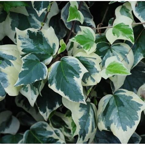 From Ordinary To Extraordinary Transforming Your Space With Hedera