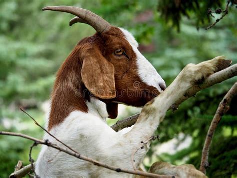 Domestic Goat Standing Upright By Tree Stock Photo Image Of Domestic