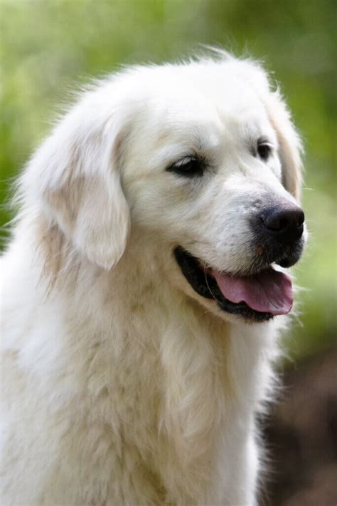 Blanche-White Golden Retriever - SnowyPines