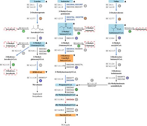 Oxidative Stickland Reactions In An Obligate Aerobic Organism Amino