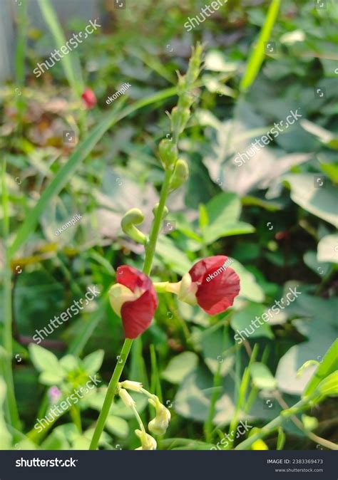 Siratro Macroptilium Atropurpureum Plant That Can Stock Photo