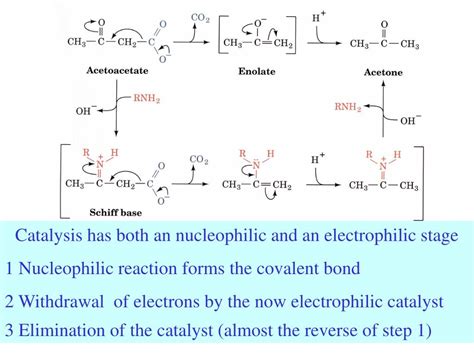 Ppt Enzyme Catalysis Powerpoint Presentation Free Download Id590166