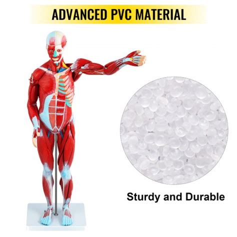 Vevor Human Muscular Figure Parts Muscular Anatomy Model Half Life