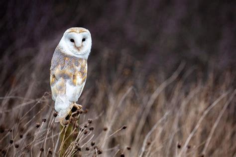 Barn Owl Season — Thyme