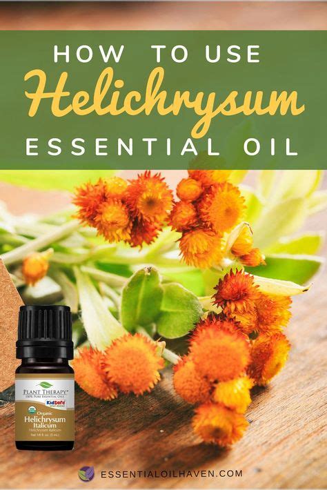 How To Use Helichrysum Essential Oil With Images Helichrysum Essential Oil Helichrysum