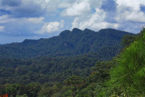 Taman Negara Bukit Lambir Lambir Hills National Park Malaysia