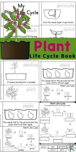 🌱 Plant Life Cycles Printable Emergent Reader And Worksheets