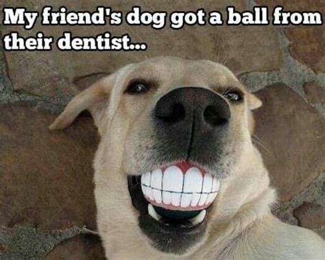 37+ Most Adorable Smiling Dog Memes