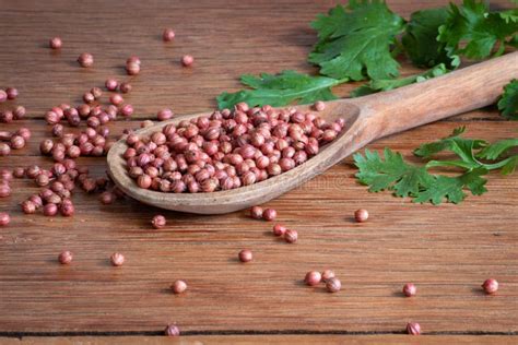 Semillas De Cilantro En Cuchara De Madera Y Hojas Verdes Sobre Fondo De