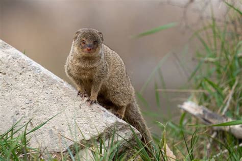 110+ Adorable Small Indian Mongoose Stock Photos, Pictures & Royalty ...