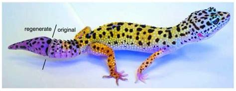 Leopard Gecko Brumation: A Complete Guide For Reptile Enthusiasts - Vital Frog