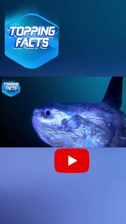 Top 10 Criaturas Más ExtraÑas Encontradas En El Fondo Del Oceano Parte