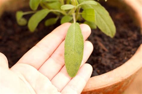 Salvia A Palavra Salvia Vem Do Latim Salvea Que Significa Salva O