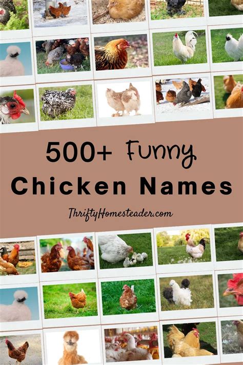 Funny Chicken Names